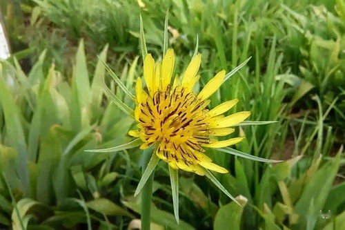 那花蜘蛛，真是个小精灵