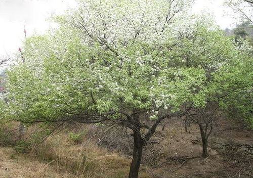 杜梨树：Neng嫁接哪些树种？它的寓意又是什么？