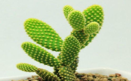 植物与十二生肖之间究竟隐藏着怎样的神秘联系