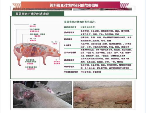 玉米霉菌毒素最怕的5个克星是什么？科学防治手册中养殖场必看指南有哪些？