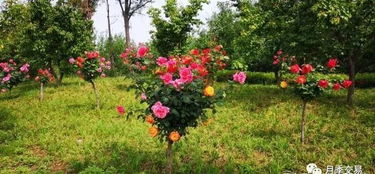 用心养护， 花开得这么好