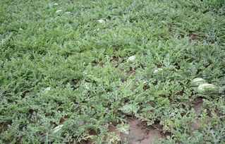 夏季高温多雨， 丹参种植的挑战
