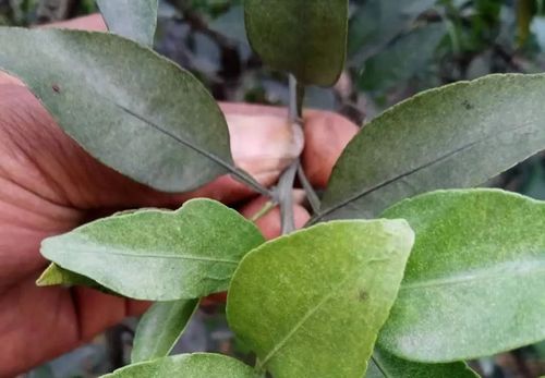 茄子红蜘蛛病害大揭秘，如何彻底根除？