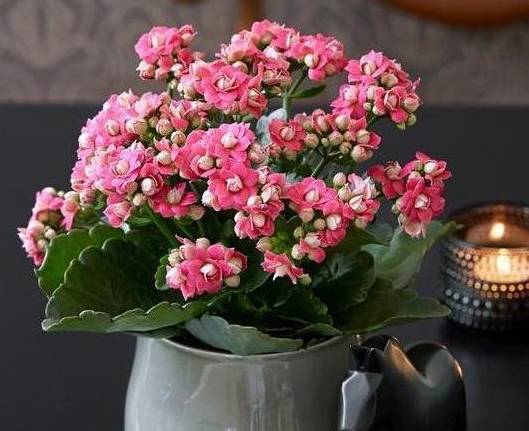 长寿花的创新养护