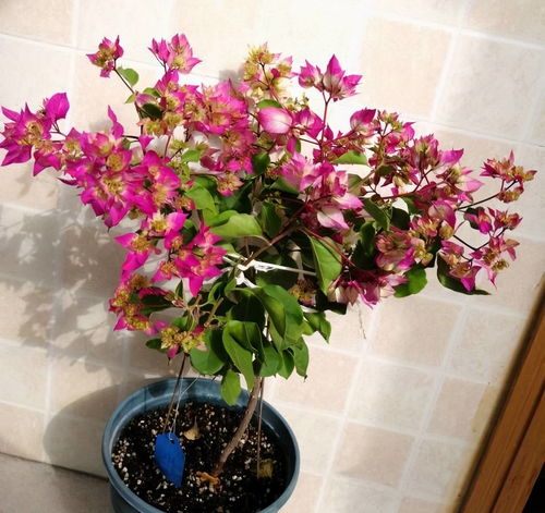 盆栽：适合小型花卉