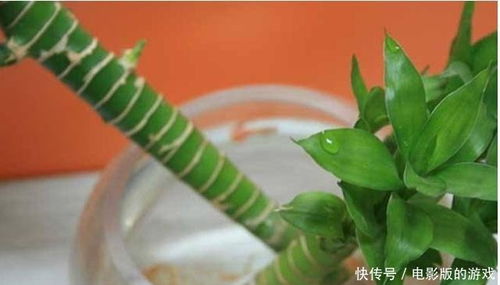 富贵竹修剪技巧和长高养护方法，如何让富贵竹快速生长且保持优美株型