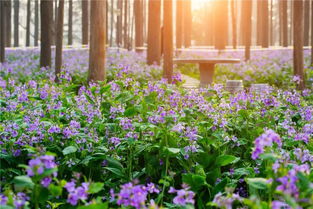 二月兰：耐阴小嫩手