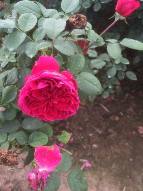 红色达芬奇月季：红宝石般艳丽， 香味淡雅