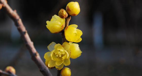 腊梅花晒干后的用途，丰富多样