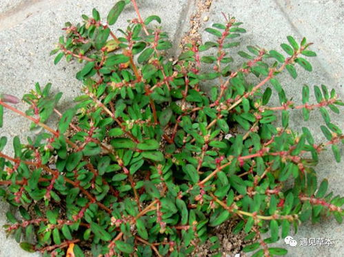 砖缝长草的教训