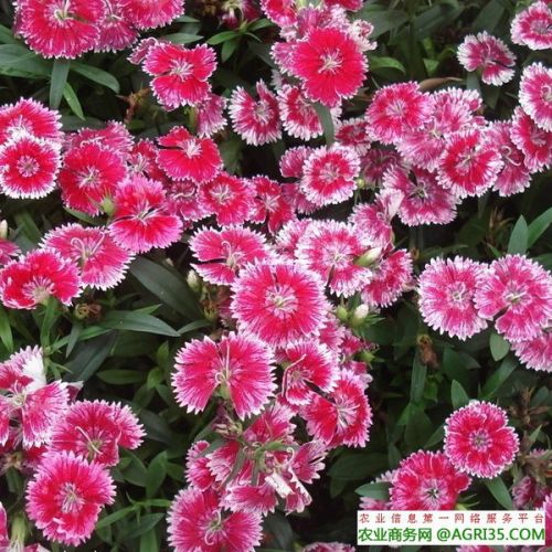 那些怕水的花草，梅雨季可要好好照顾哦