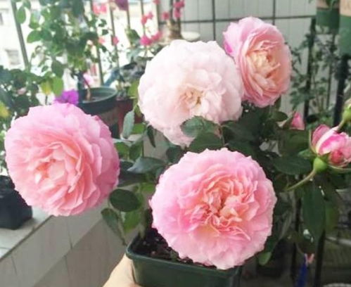 色彩的温暖与和谐