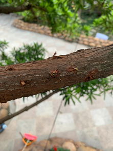 防虫处理方法分享