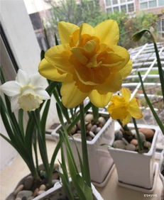 处理洋水仙的叶子