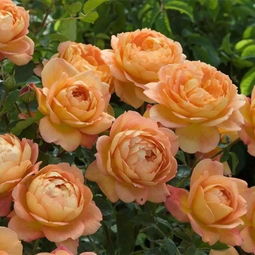 夏洛特夫人月季的优点