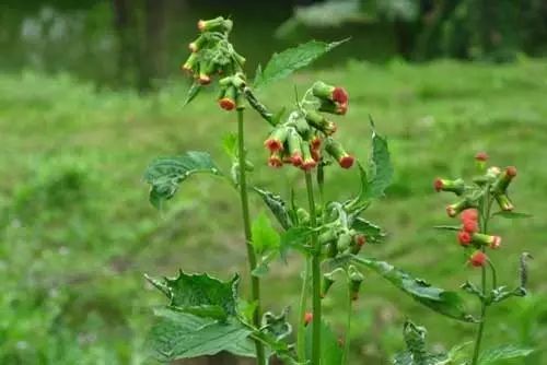 蓝花野茼蒿：有毒