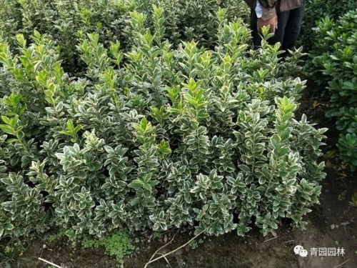 黄杨与女贞：硬度对决， 外观与用途的较量