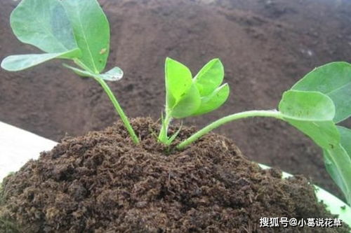 树叶腐烂后是呈酸性还是碱性？