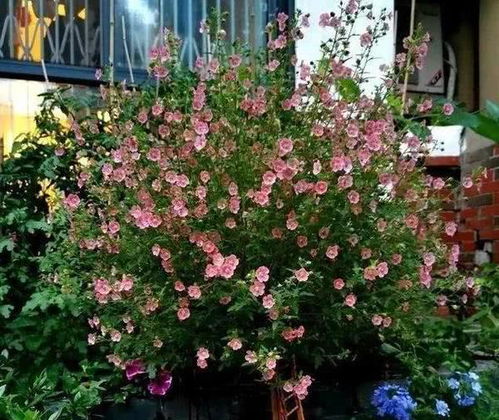 玫瑰、茉莉，香气袭人