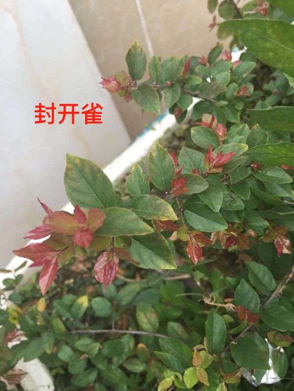 北方雀梅下山桩如何正确种植才能确保其成活并健康成长