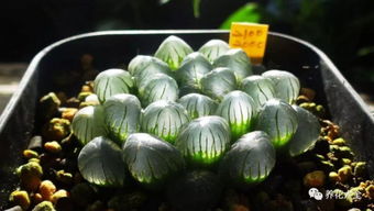 玉露干瘪了怎么办呃？玉树蔫了怎么办？揭秘植物复苏秘籍！