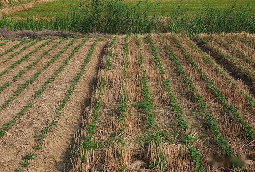 根据农业农村部2025年《经济作物越冬报告》， 蓖麻树越冬存活率呈现明显地域差异：