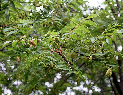 黄连木的生长习性