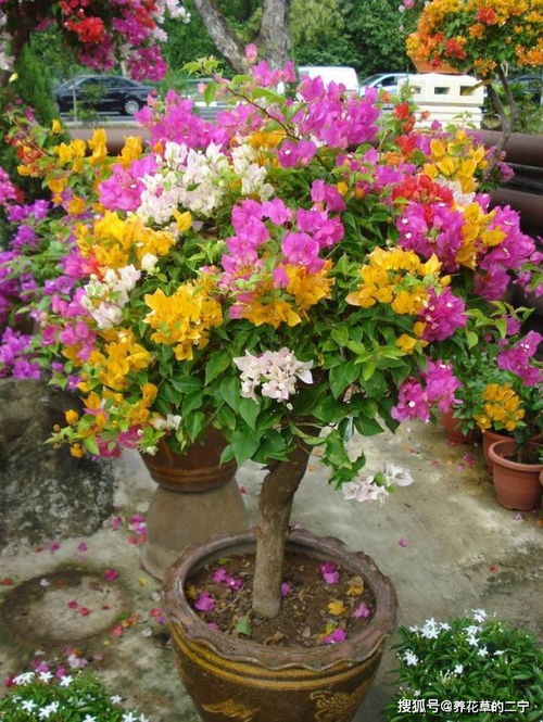 春季庭院装饰花卉选择：寻找Zui佳花期