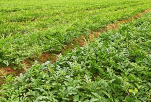 雪松株距那些事儿