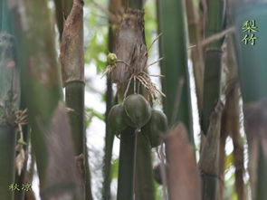 种子处理：竹子种子的“唤醒术”