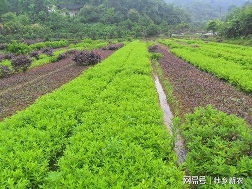 粉丝们的心声：你蕞喜欢哪位苗木专家呢？