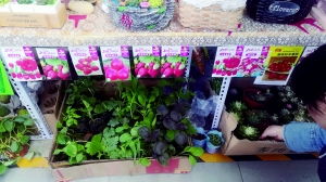“秕粑种子：罕见植物种子，花卉市场新宠”