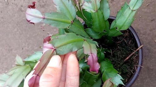 姬玉露花苞如何剪掉？保留叶片