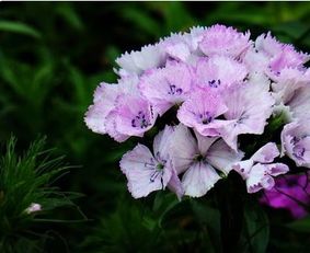 秋天适合种什么植物？这些花草秋季种植佳