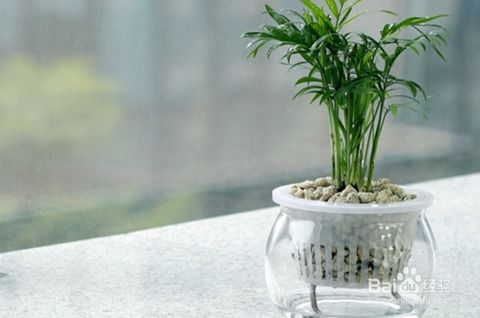 文竹：提升品位， 净化环境