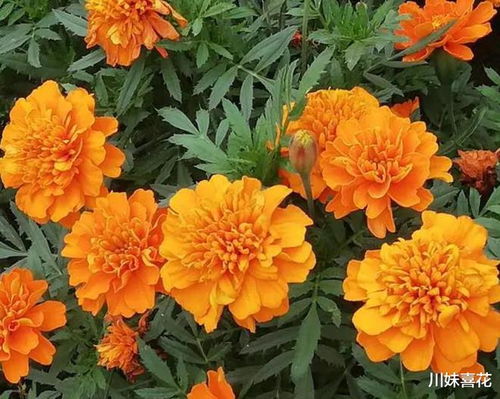 菊花自古以来就是秋天的象征