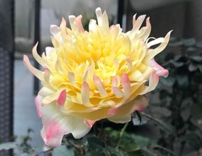 菊花花瓣层层叠叠，似云似霞