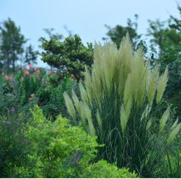 蒲苇、 矮蒲苇、花叶蒲苇：风雅之选，庭院中的水墨画