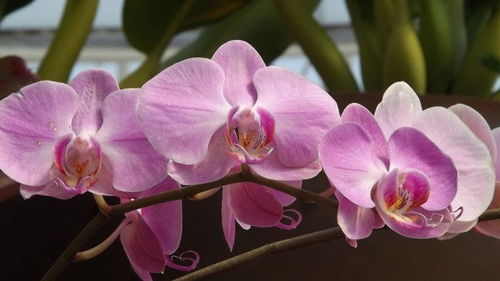 破镜重圆，爱之花语——重拾爱情，玫瑰绽放