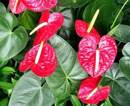 红掌与红苞芋：姐妹花的区别与养护小贴士