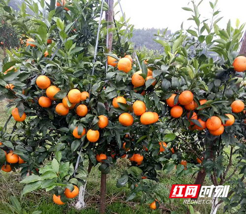 沃柑一般在什么时间采摘，收获季节是哪几个月呢