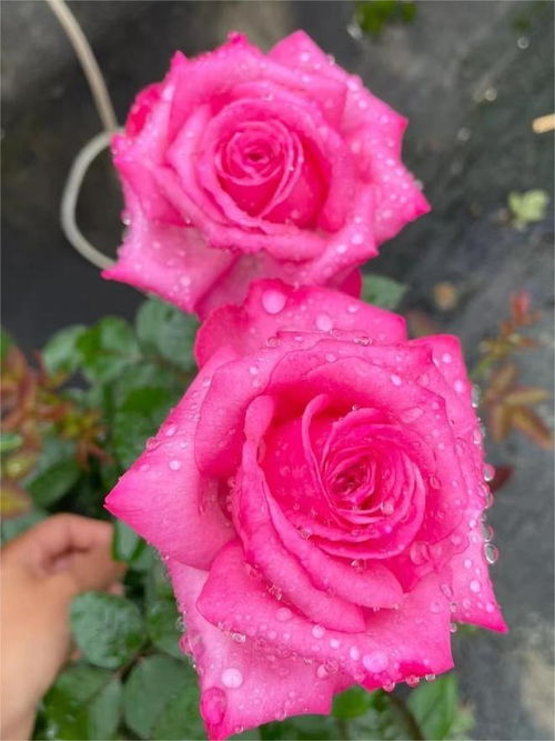 四 桃灼蓝天月季