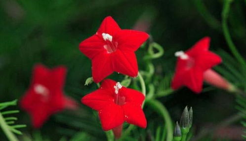 血泪教训：去年用小区挖的黄土种莺萝，三天就烂根！记住