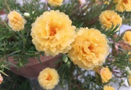 春天的地毯——美女樱