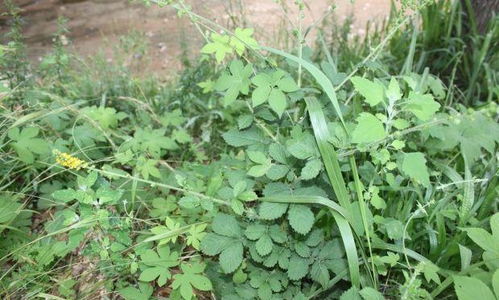 种草那点事儿，新手怎么搞？