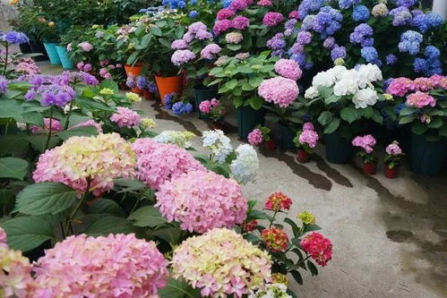 夏日花卉之——绿萝