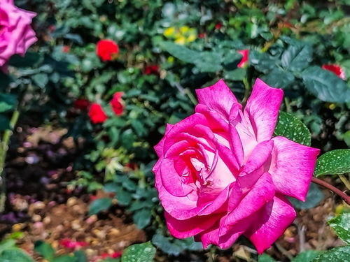 北方冬季，月季花如何绽放？