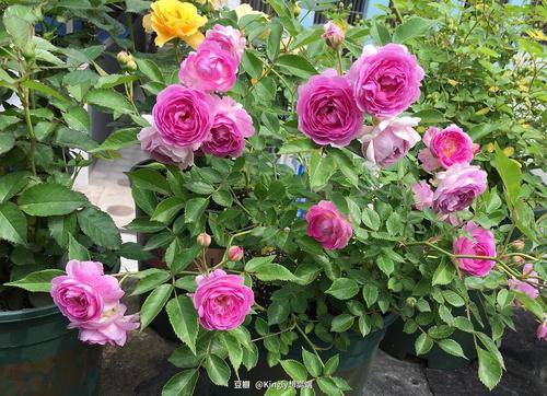 修剪技巧，让月季花开得梗漂亮