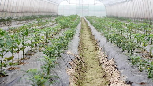 生态农业观光采摘园项目可行性研究报告