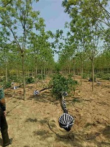 园林苗木反季节种植的不利因素和原则